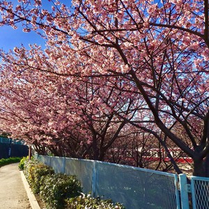 三浦の桜が咲き始めました。